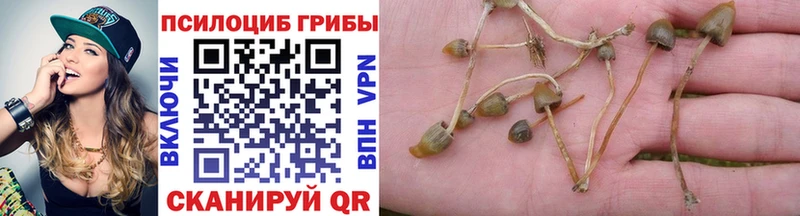 Псилоцибиновые грибы Psilocybe  купить   гидра сайт  Кашин 